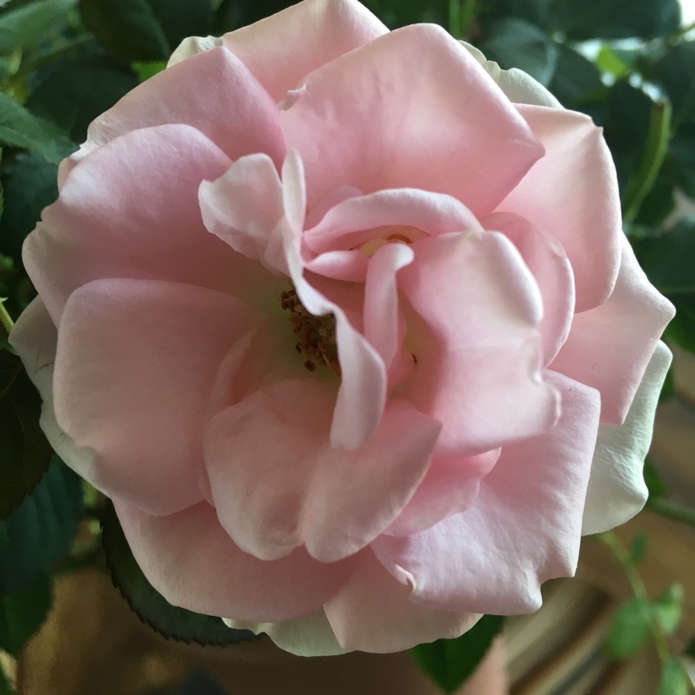 Meet your Posher, Dena